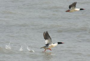 Running Merganser