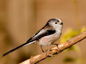 Long Tailed Tit