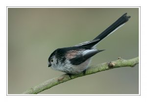 LONG TAILED TIT