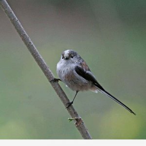 Long tailed tit