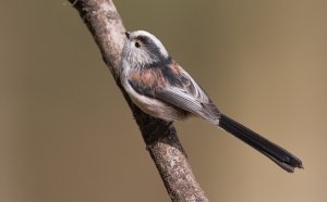 Long Tailed Tit