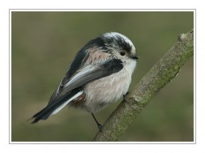 LONG TAILED TIT