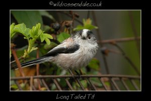 Long Tailed tit