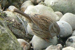 Dunnock