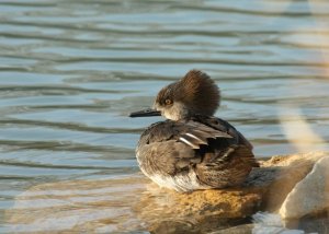 Female Hooded Merganser