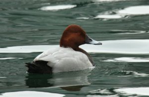 Pochard