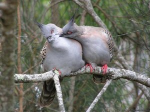 The kiss