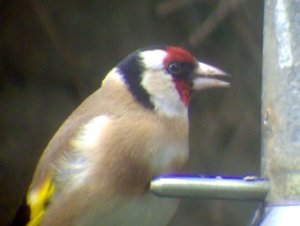 Goldfinch