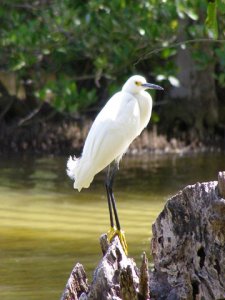 Snowy Egret