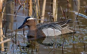 Male Garganey