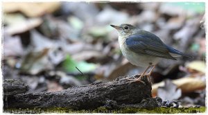 Siberian Blue Robin (Juvenile)