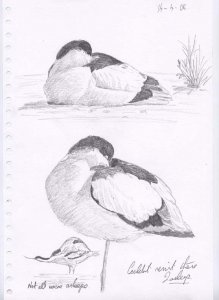 Avocets