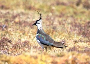 Lapwing