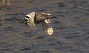 Garganey