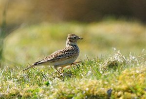 skylark