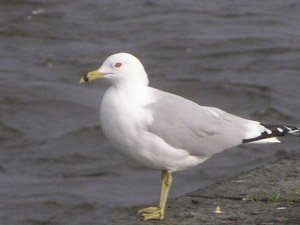 Ringbilled gull