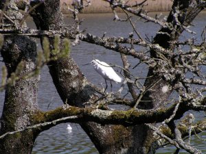 Little egret