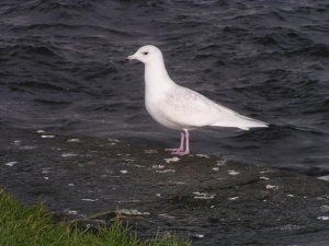 iceland gull