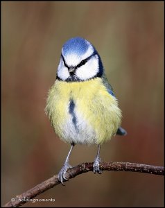 Blue Tit