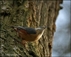 Nuthatch