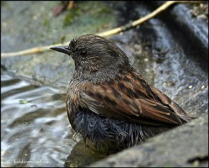 Dunnock bathing