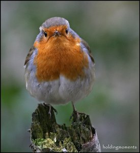 Robin