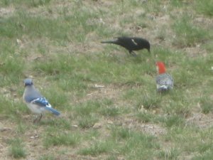red bellied woodpecker , blue jay  and red winged blackbird
