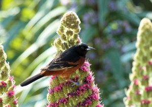 Orchard Oriole