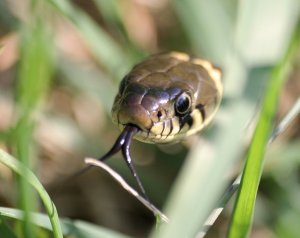 grass snake