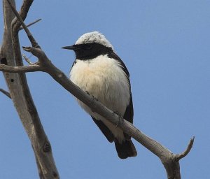 Cyprus Pied Wheatear