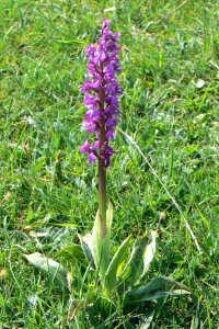 Minchinhampton Orchid