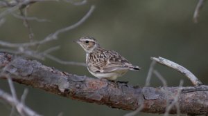 Woodlark