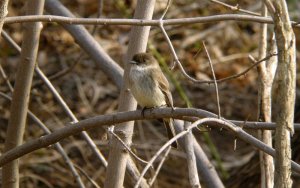 Eastern Phoebe 1