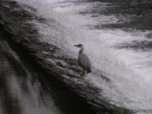 grey heron