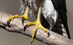 Collared Sparrowhawk 3