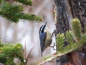 Red-breasted nuthatch