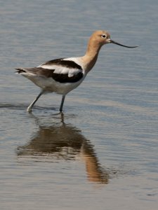 American Avocet