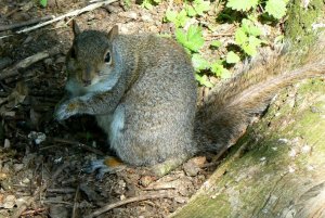 Slimbridge Squirrel