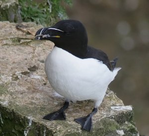 Razorbill