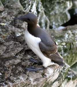 Guillemot