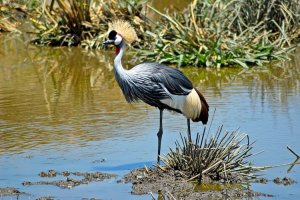 Gray Crowned Crane (Balearica regulorum)