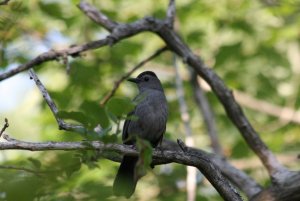 Gray Catbird