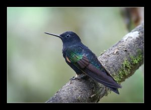 Velvet-purple Coronet