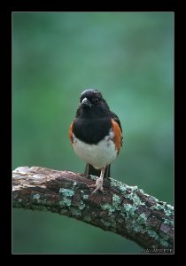 Eastern Towee