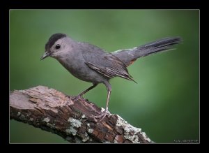 Grey Catbird