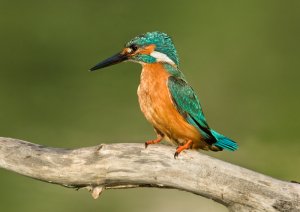 Kingfisher