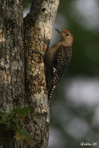 Juvie redbellied Woodpecker