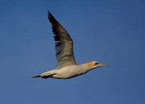 Gannet