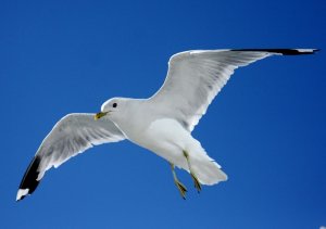 Gull