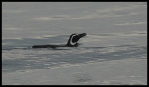 Magellanic Penguin